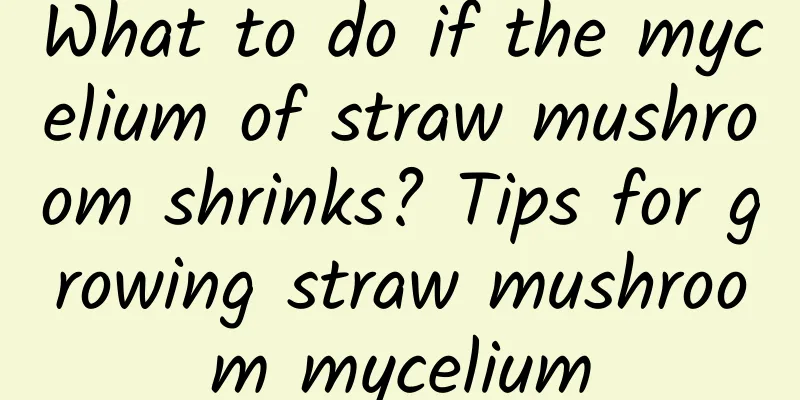 What to do if the mycelium of straw mushroom shrinks? Tips for growing straw mushroom mycelium