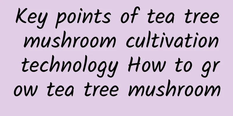 Key points of tea tree mushroom cultivation technology How to grow tea tree mushroom