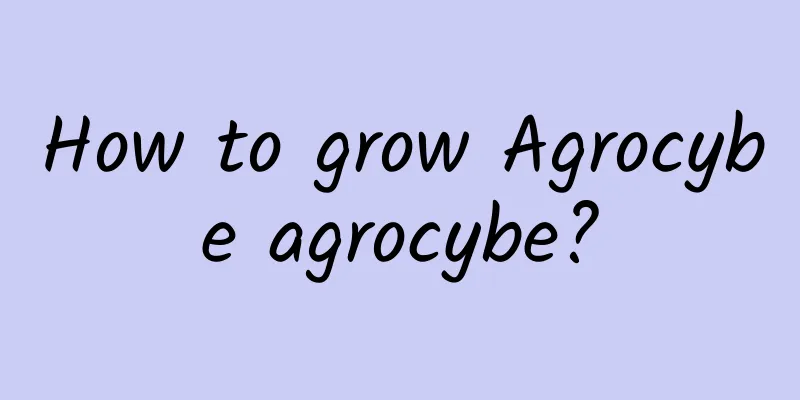 How to grow Agrocybe agrocybe?