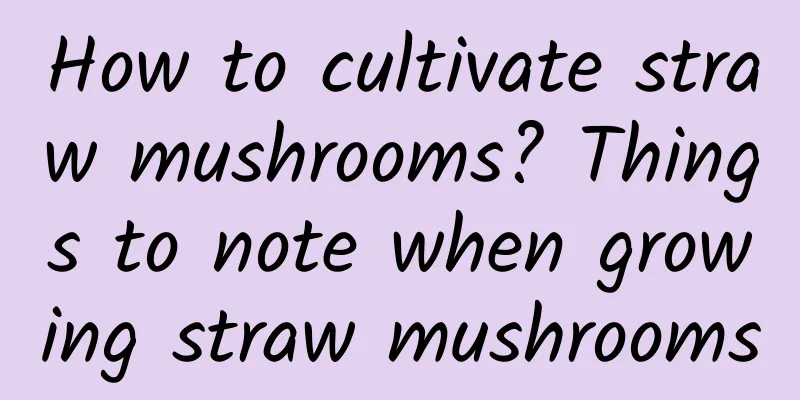 How to cultivate straw mushrooms? Things to note when growing straw mushrooms