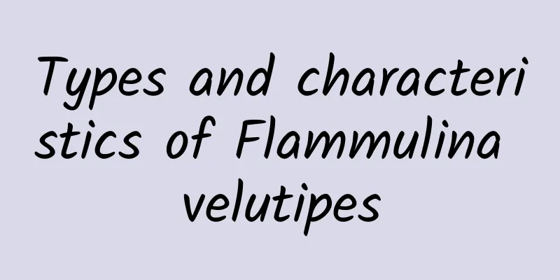 Types and characteristics of Flammulina velutipes