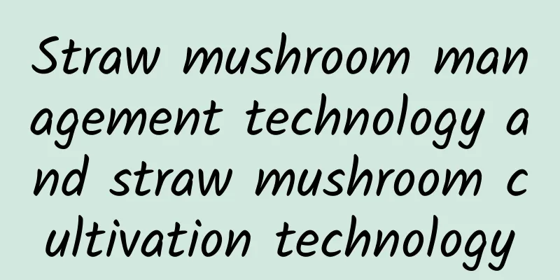 Straw mushroom management technology and straw mushroom cultivation technology