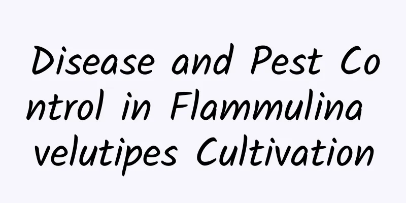 Disease and Pest Control in Flammulina velutipes Cultivation