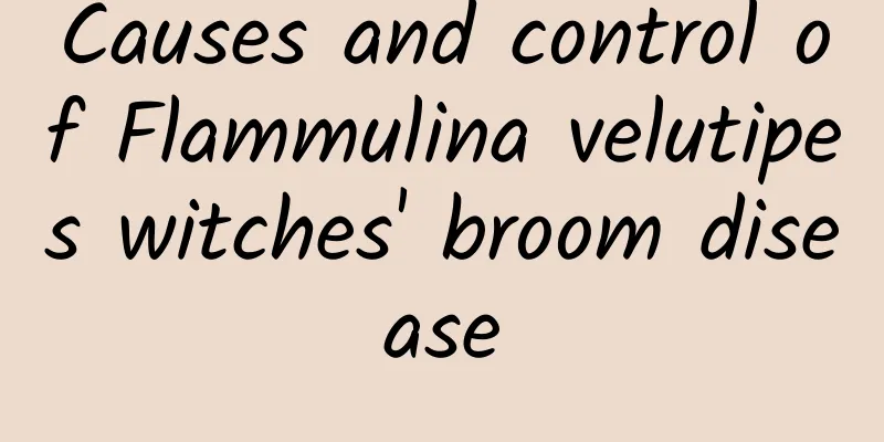 Causes and control of Flammulina velutipes witches' broom disease