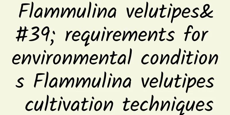 Flammulina velutipes' requirements for environmental conditions Flammulina velutipes cultivation techniques