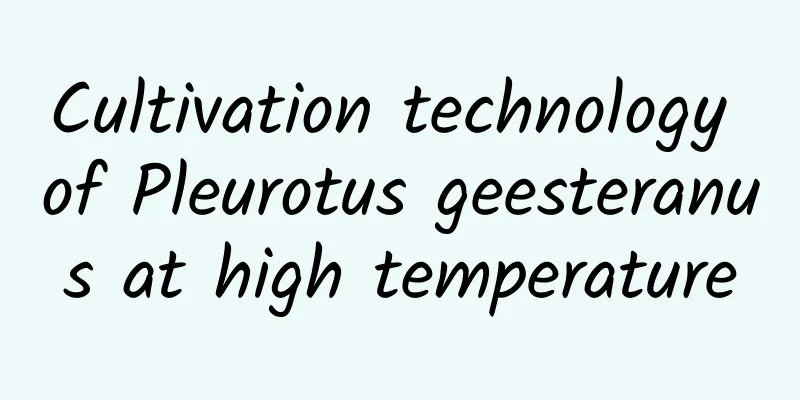 Cultivation technology of Pleurotus geesteranus at high temperature