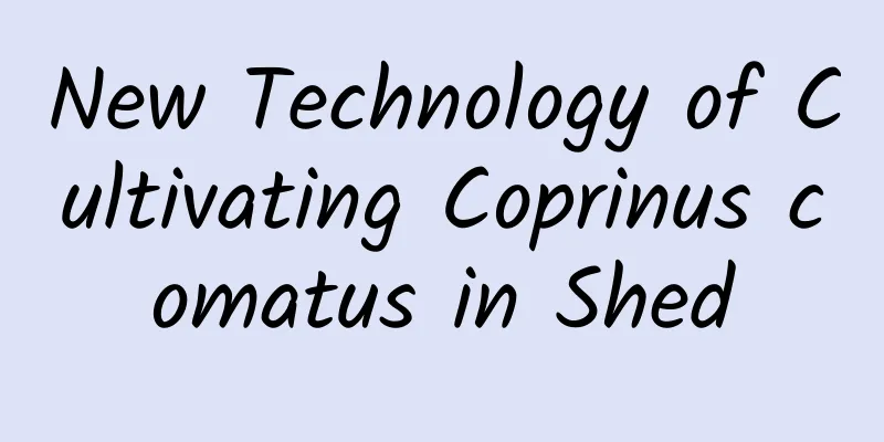 New Technology of Cultivating Coprinus comatus in Shed