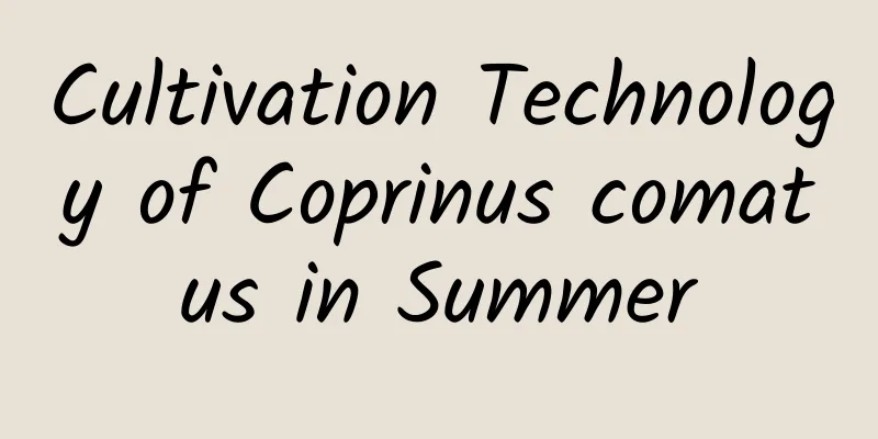 Cultivation Technology of Coprinus comatus in Summer