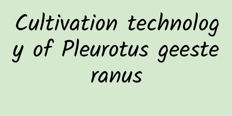 Cultivation technology of Pleurotus geesteranus