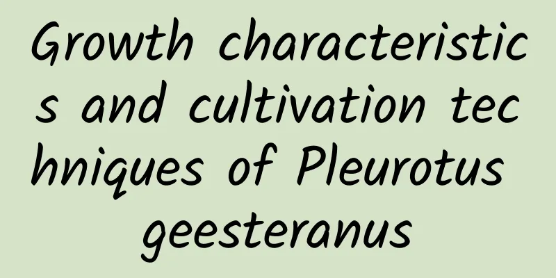 Growth characteristics and cultivation techniques of Pleurotus geesteranus