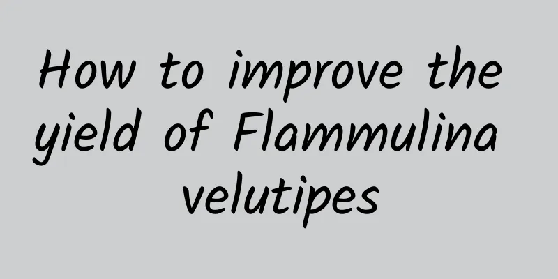 How to improve the yield of Flammulina velutipes