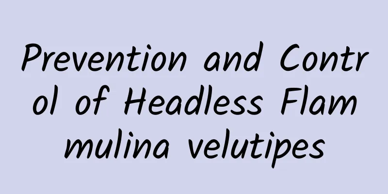 Prevention and Control of Headless Flammulina velutipes