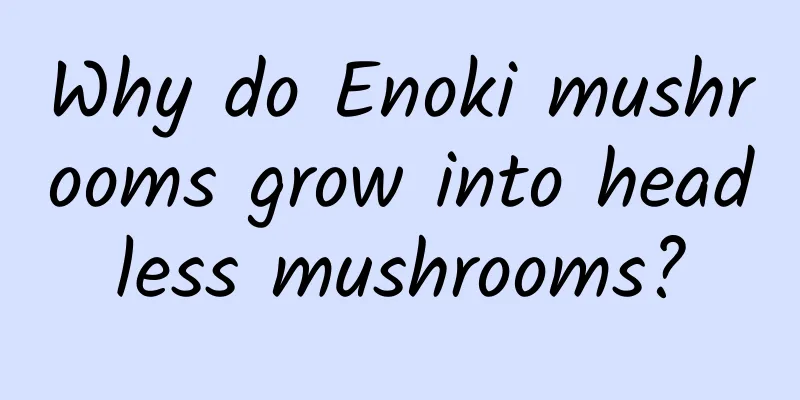 Why do Enoki mushrooms grow into headless mushrooms?