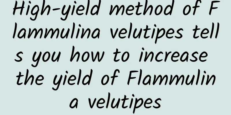 High-yield method of Flammulina velutipes tells you how to increase the yield of Flammulina velutipes