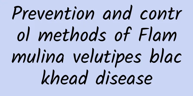 Prevention and control methods of Flammulina velutipes blackhead disease