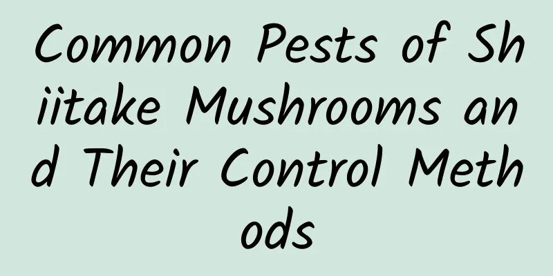 Common Pests of Shiitake Mushrooms and Their Control Methods