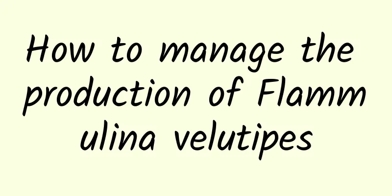 How to manage the production of Flammulina velutipes