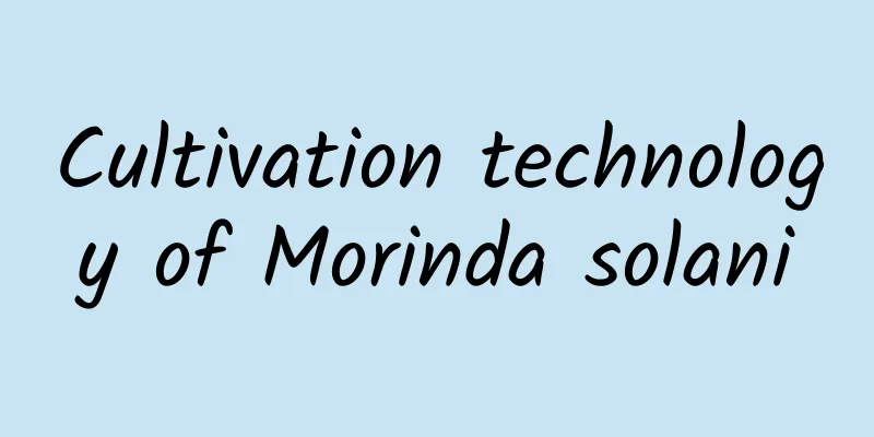 Cultivation technology of Morinda solani