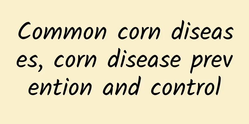 Common corn diseases, corn disease prevention and control