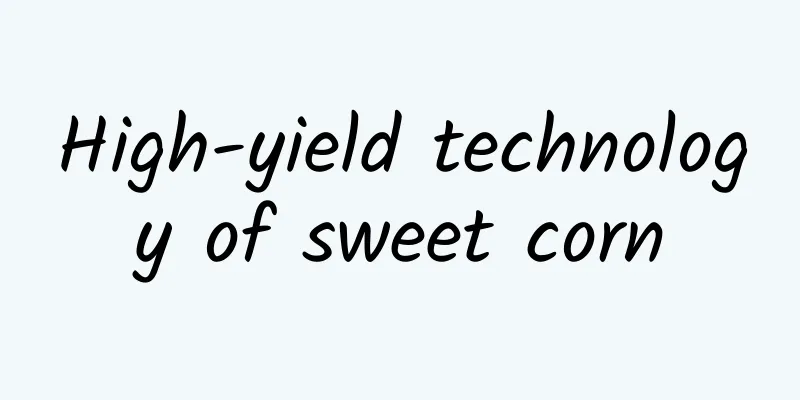 High-yield technology of sweet corn