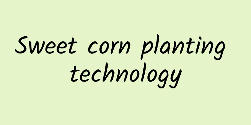 Sweet corn planting technology