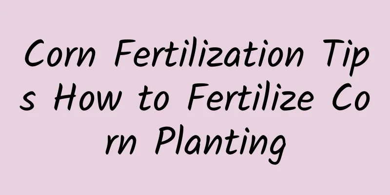 Corn Fertilization Tips How to Fertilize Corn Planting