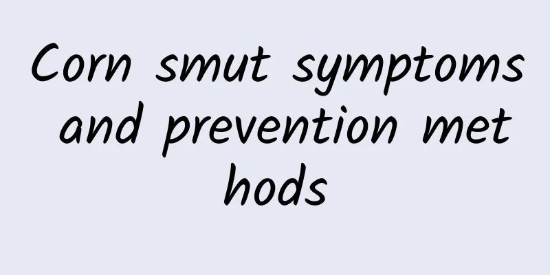 Corn smut symptoms and prevention methods