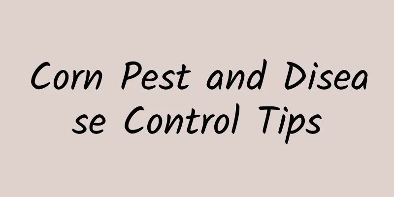 Corn Pest and Disease Control Tips