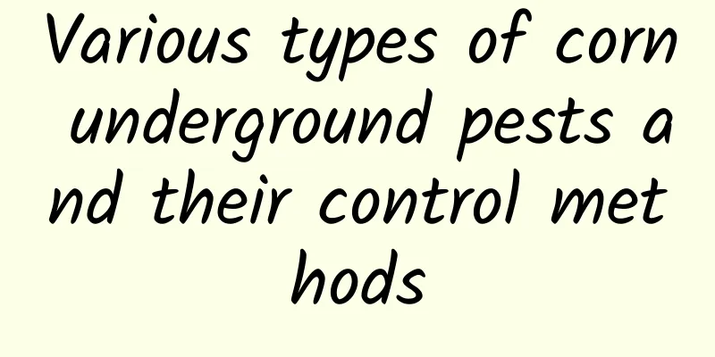 Various types of corn underground pests and their control methods