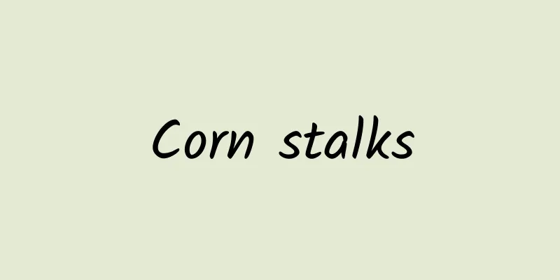 Corn stalks