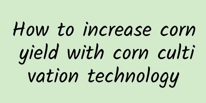 How to increase corn yield with corn cultivation technology