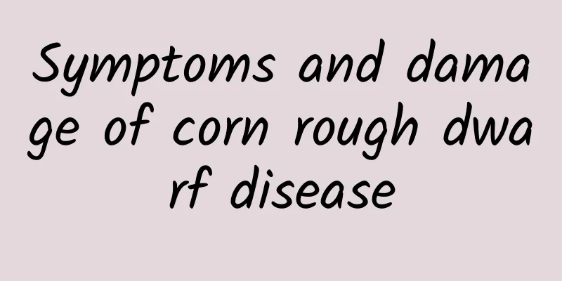 Symptoms and damage of corn rough dwarf disease