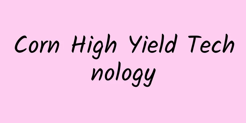 Corn High Yield Technology