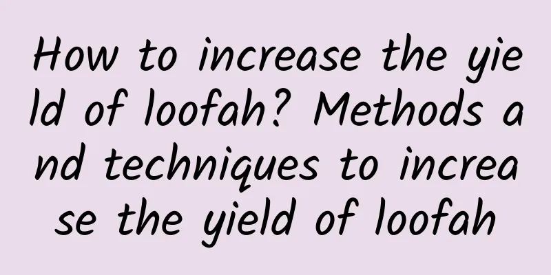 How to increase the yield of loofah? Methods and techniques to increase the yield of loofah