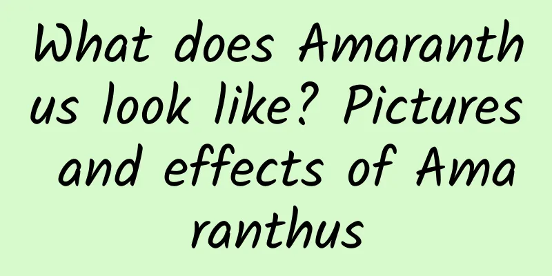 What does Amaranthus look like? Pictures and effects of Amaranthus