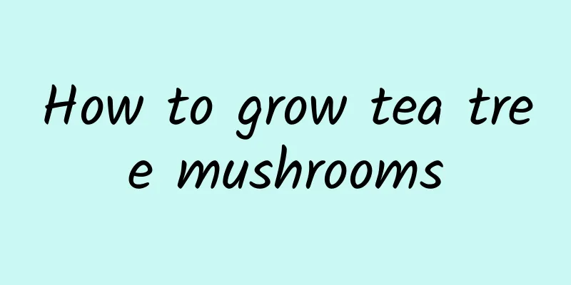 How to grow tea tree mushrooms