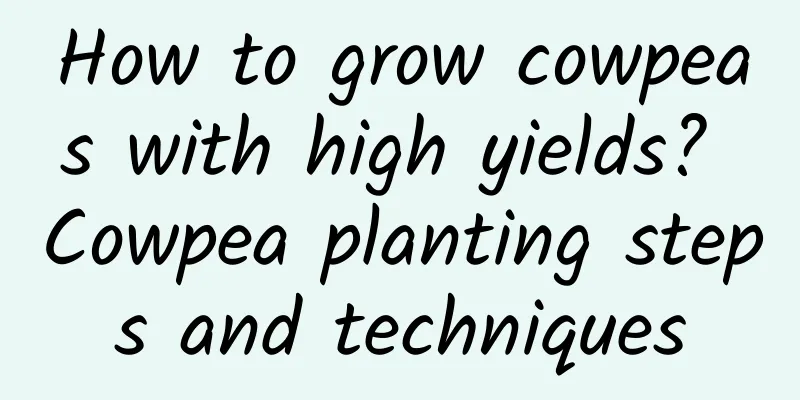 How to grow cowpeas with high yields? Cowpea planting steps and techniques