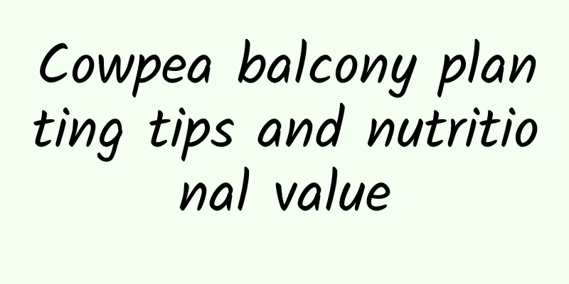 Cowpea balcony planting tips and nutritional value