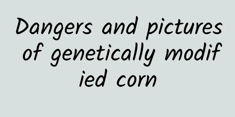 Dangers and pictures of genetically modified corn