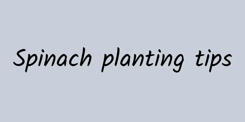 Spinach planting tips