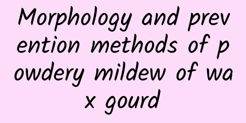 Morphology and prevention methods of powdery mildew of wax gourd