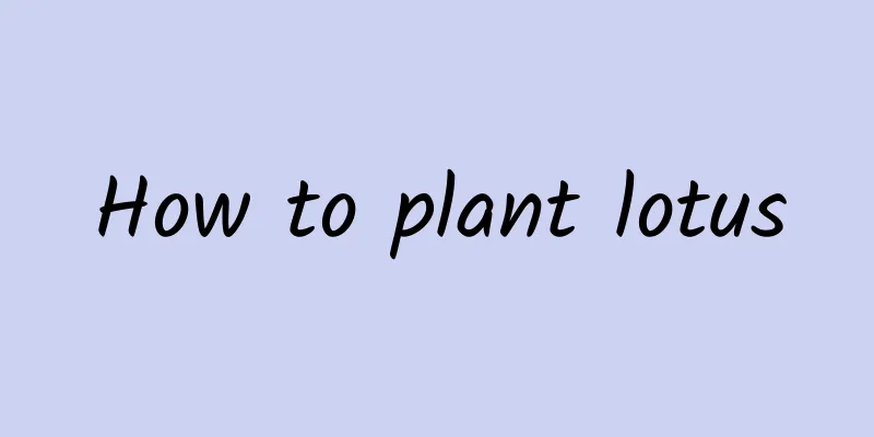 How to plant lotus