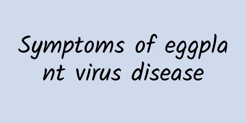 Symptoms of eggplant virus disease