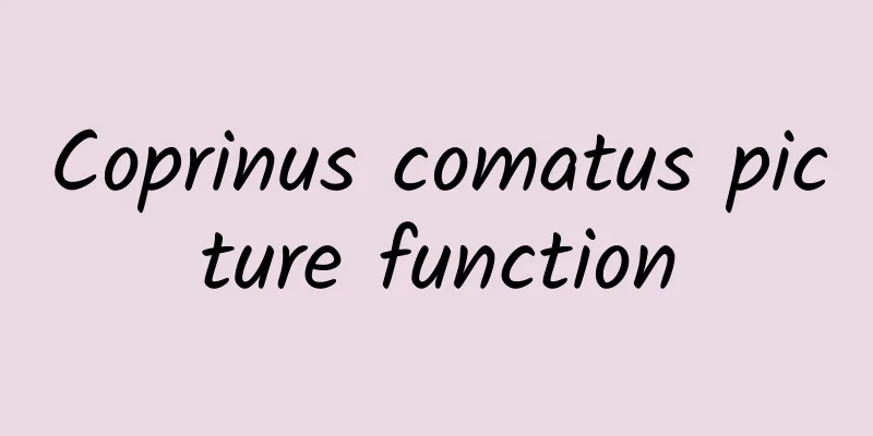 Coprinus comatus picture function