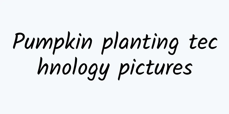 Pumpkin planting technology pictures