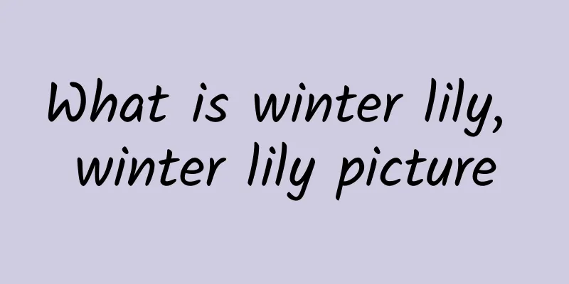 What is winter lily, winter lily picture