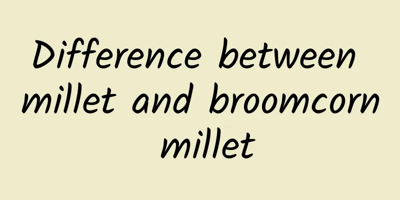 Difference between millet and broomcorn millet