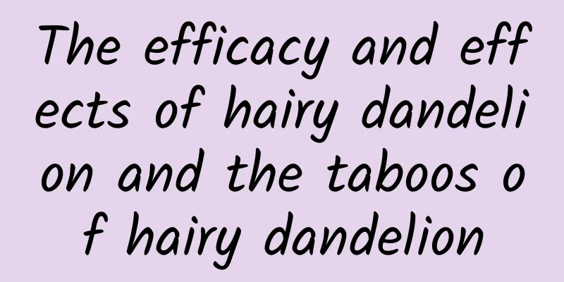 The efficacy and effects of hairy dandelion and the taboos of hairy dandelion