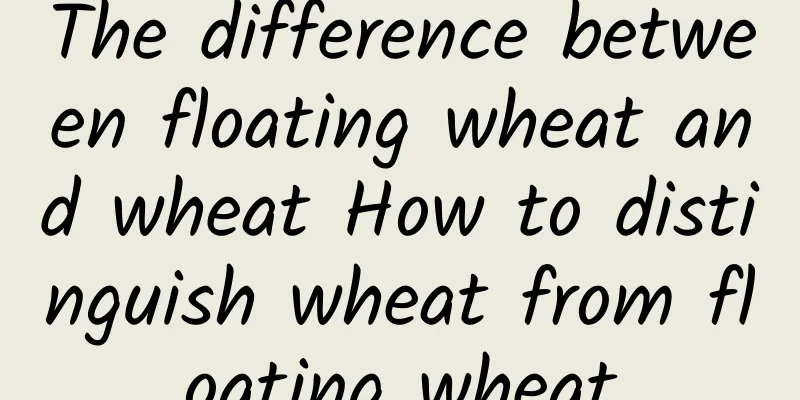 The difference between floating wheat and wheat How to distinguish wheat from floating wheat