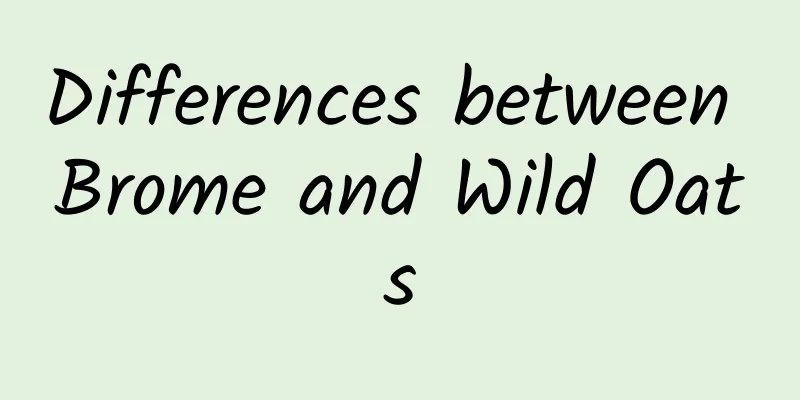 Differences between Brome and Wild Oats